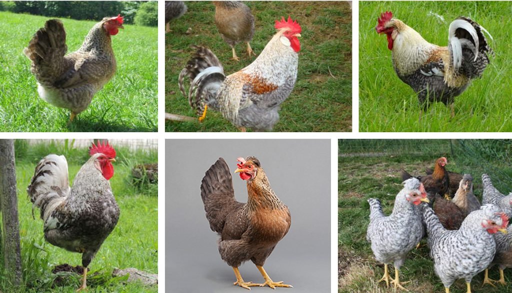 chợ tốt gà đá an giang chợ tốt gà đá an giang