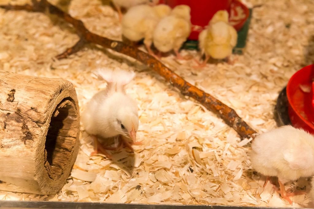 đá gà thomo ngày 6 tháng 6 năm 2019 đá gà thomo ngày 6 tháng 6 năm 2019
