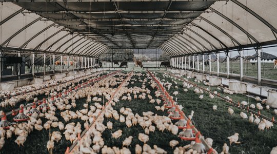 trực tiếp đá gà thomo campuchia trực tiếp đá gà thomo campuchia