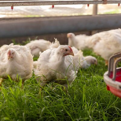 xem đá gà trực tiếp thomo ngày hôm nay