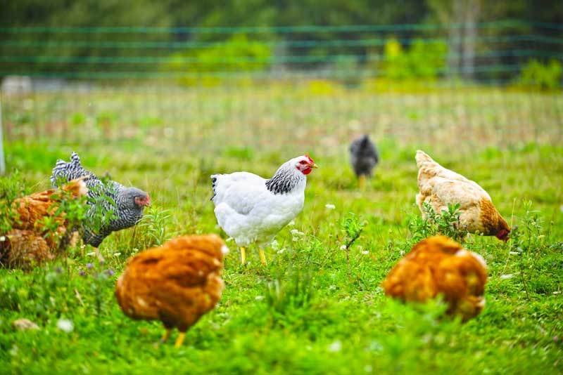 gà chọi chuyên đá đầu mặt gà chọi chuyên đá đầu mặt
