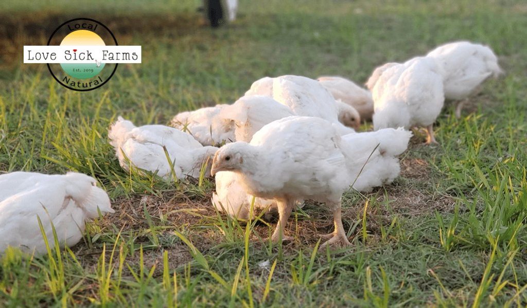 Cuộc chiến hấp dẫn giữa gà ô đai soái đá và tía rô-bốt trong thế giới gà đá Việt Nam Cuộc chiến hấp dẫn giữa gà ô đai soái đá và tía rô-bốt trong thế giới gà đá Việt Nam