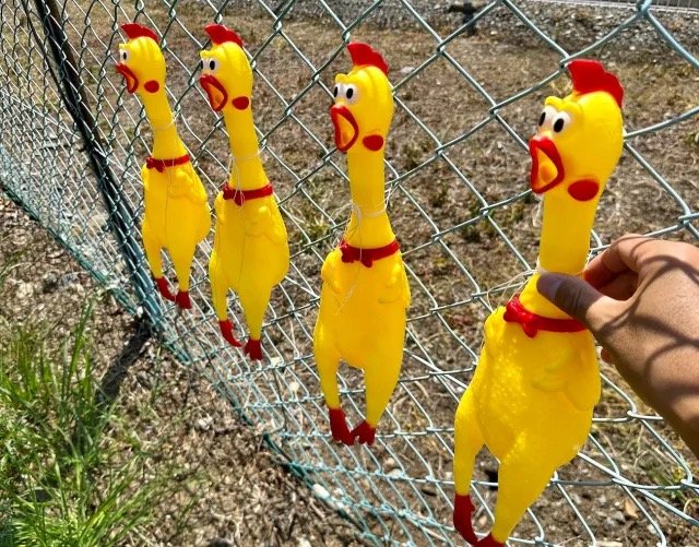 thuốc trị gà đá vũng tàu thuốc trị gà đá vũng tàu