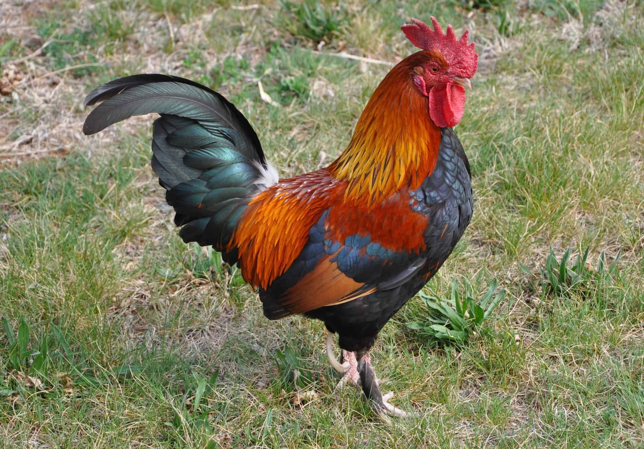 tướng gà đá hay tướng gà đá hay