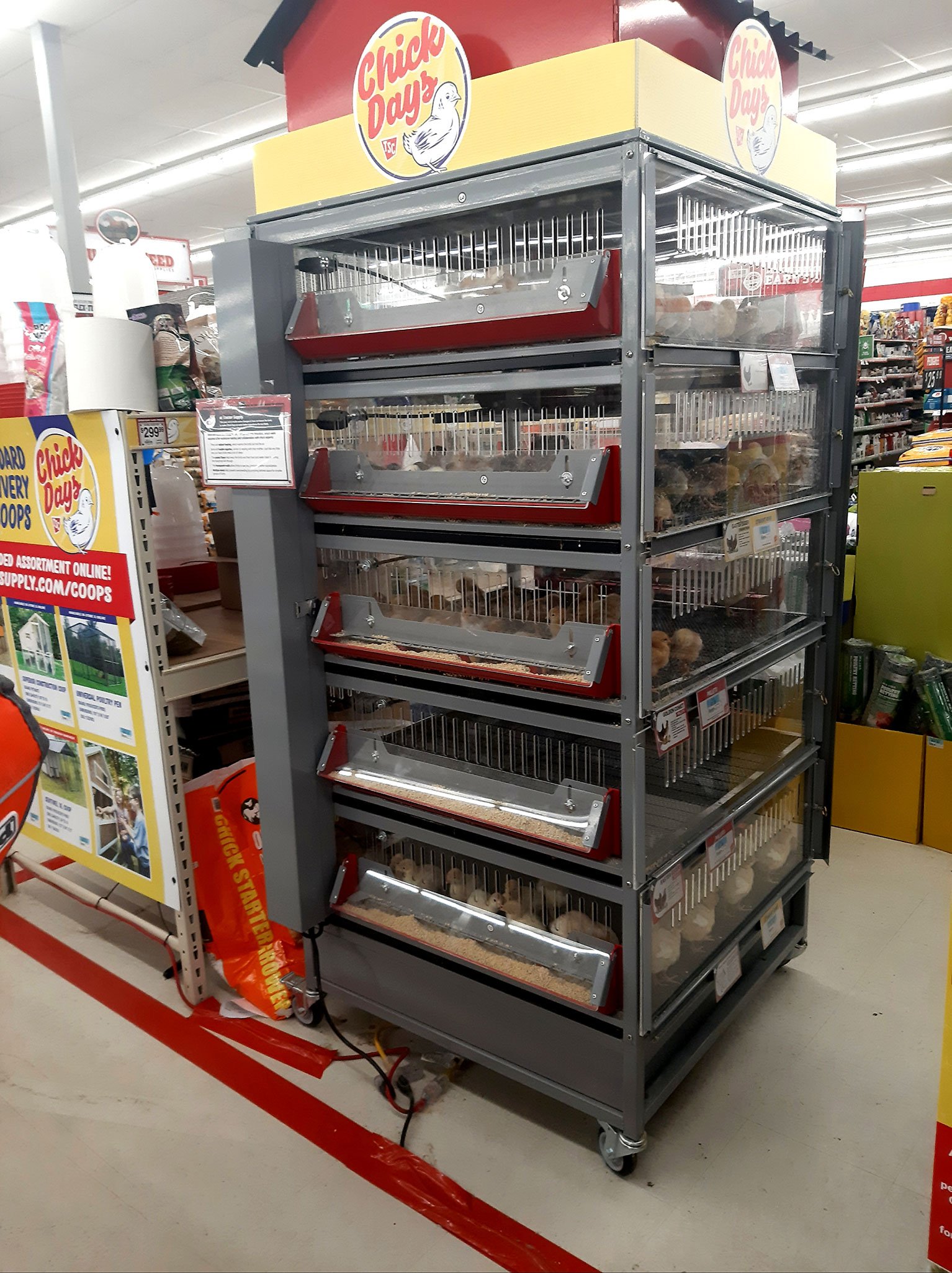 xem vảy gà đá độ xem vảy gà đá độ