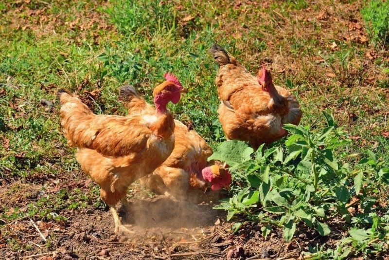 đá gà cựa sắt hay nhất thế giới đá gà cựa sắt hay nhất thế giới