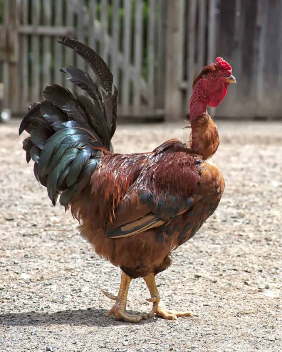 đá gà tre thomo năm 2018 đá gà tre thomo năm 2018