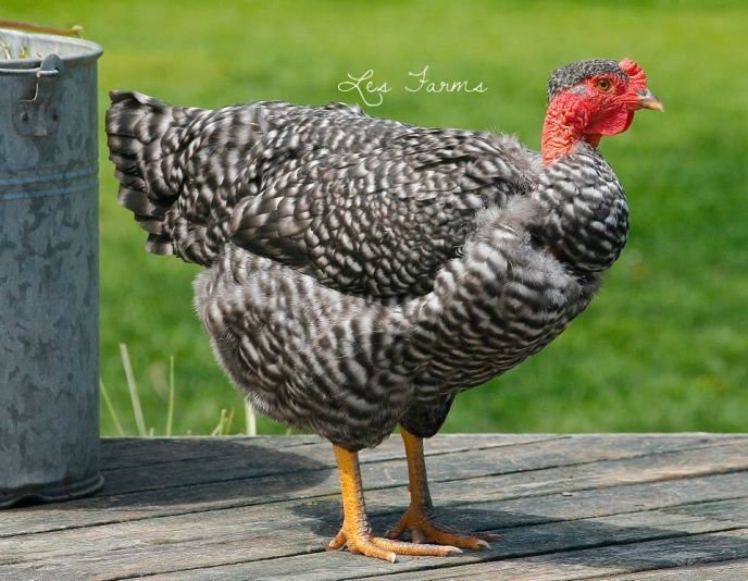 gà đá bảo lộc gà đá bảo lộc