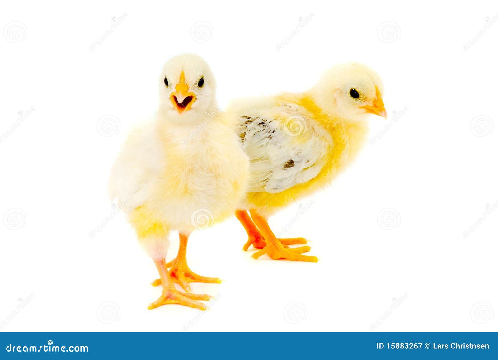 gà tre lai mỹ đá tiền gà tre lai mỹ đá tiền