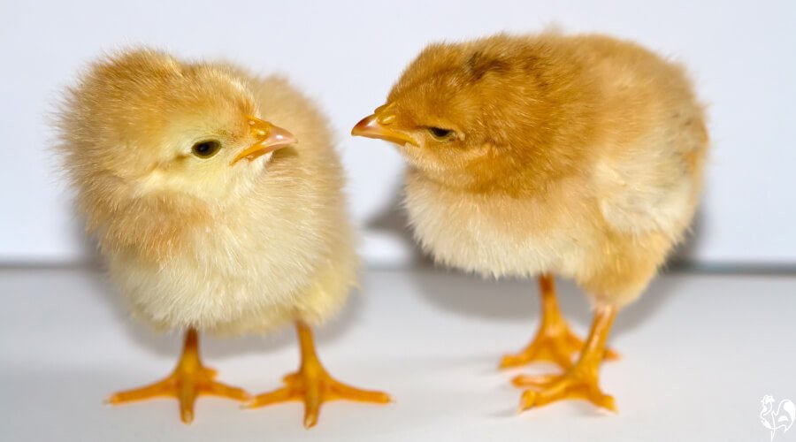 chơi đá gà tiếng anh là gì chơi đá gà tiếng anh là gì
