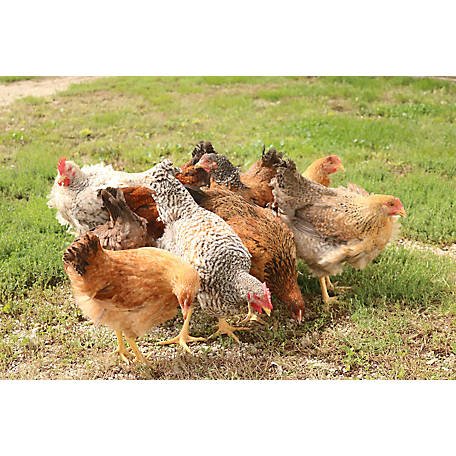đá gà trực tiếp 369 thomo đá gà trực tiếp 369 thomo