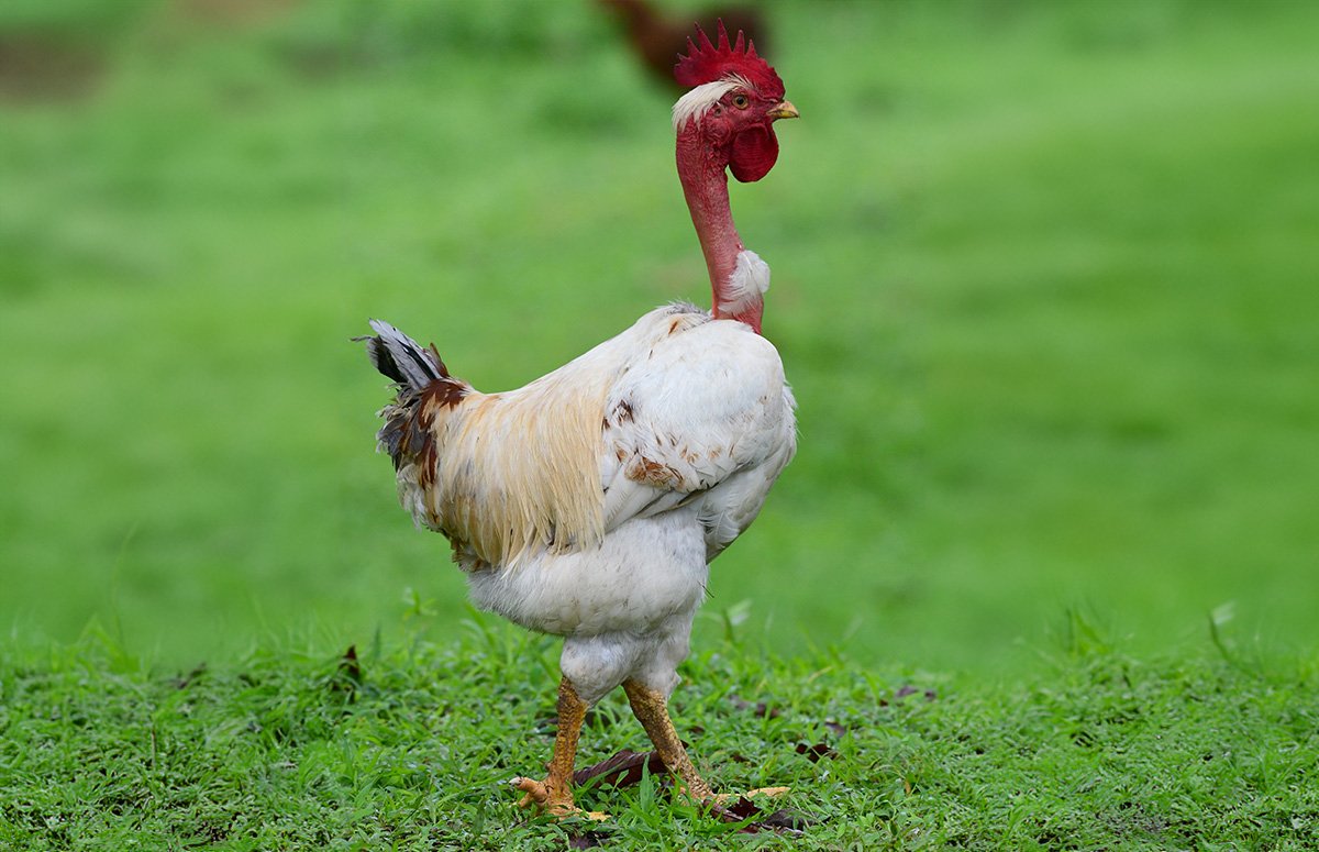 đá gà trực tiếp trường thomo ngày hôm nay đá gà trực tiếp trường thomo ngày hôm nay
