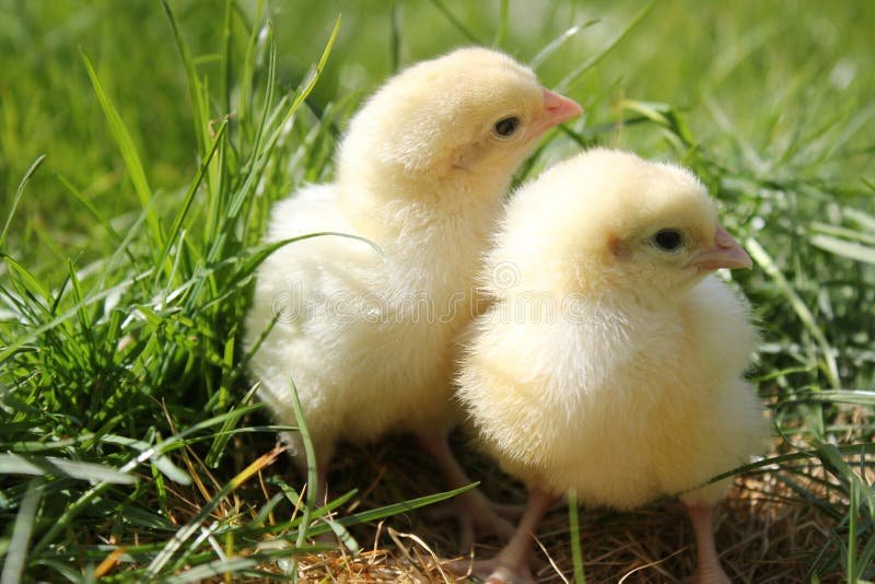 đá gà trực tiếp hôm nay bình định đá gà trực tiếp hôm nay bình định