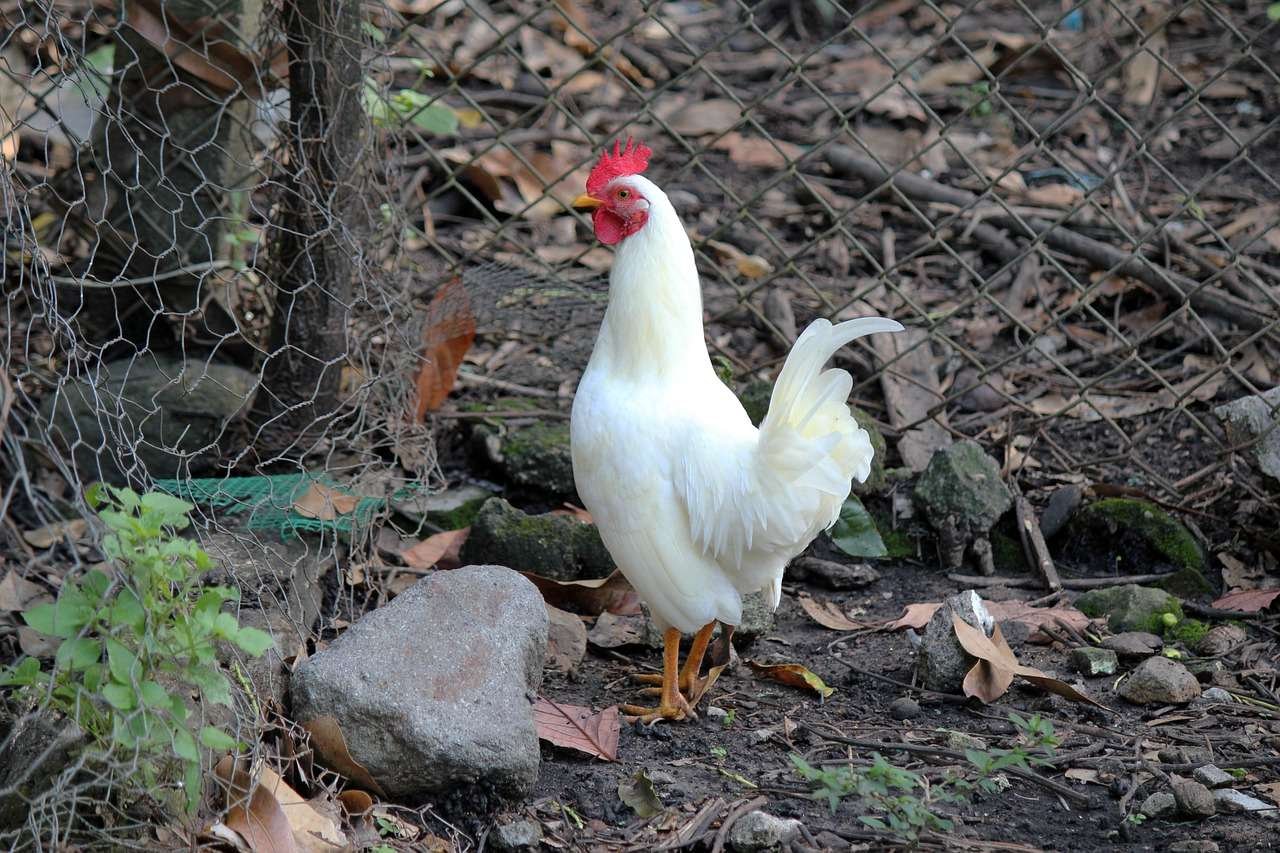gà đá bổn siêu asil gà đá bổn siêu asil