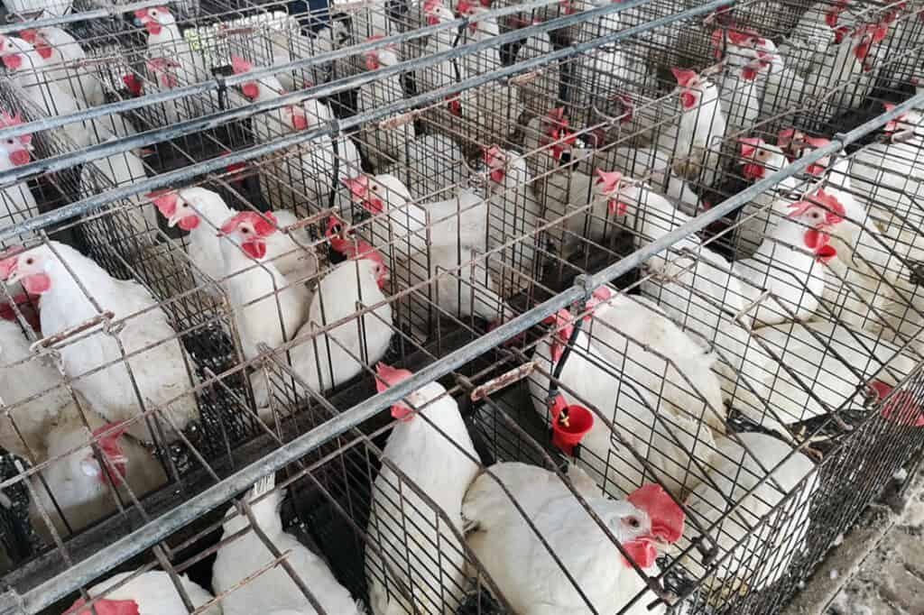 trực tiếp đá gà cpc3 trực tiếp đá gà cpc3