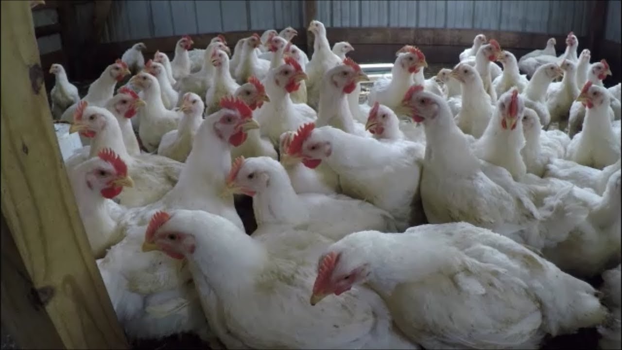 đá gà có ở tù không đá gà có ở tù không