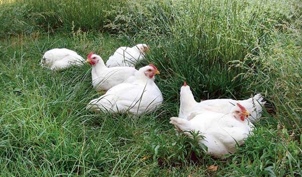cách chăm sóc gà đá con cách chăm sóc gà đá con