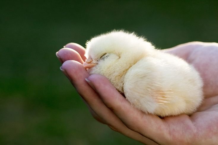 chân gà đá vảy xáu chân gà đá vảy xáu