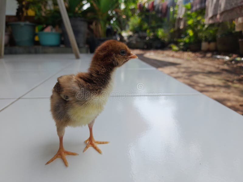 xem đá gà cựa sắt việt nam xem đá gà cựa sắt việt nam