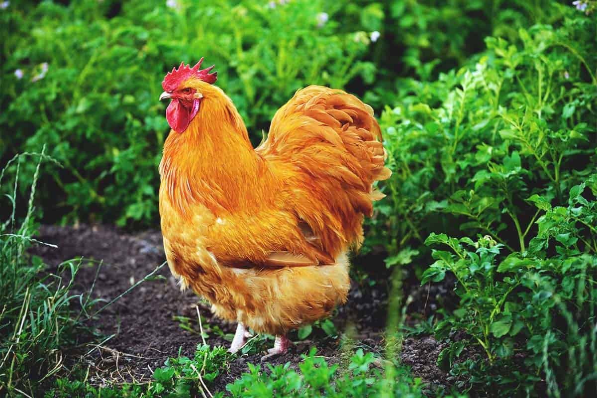 đá gà thomo ngày 19 tháng 11 năm 2019