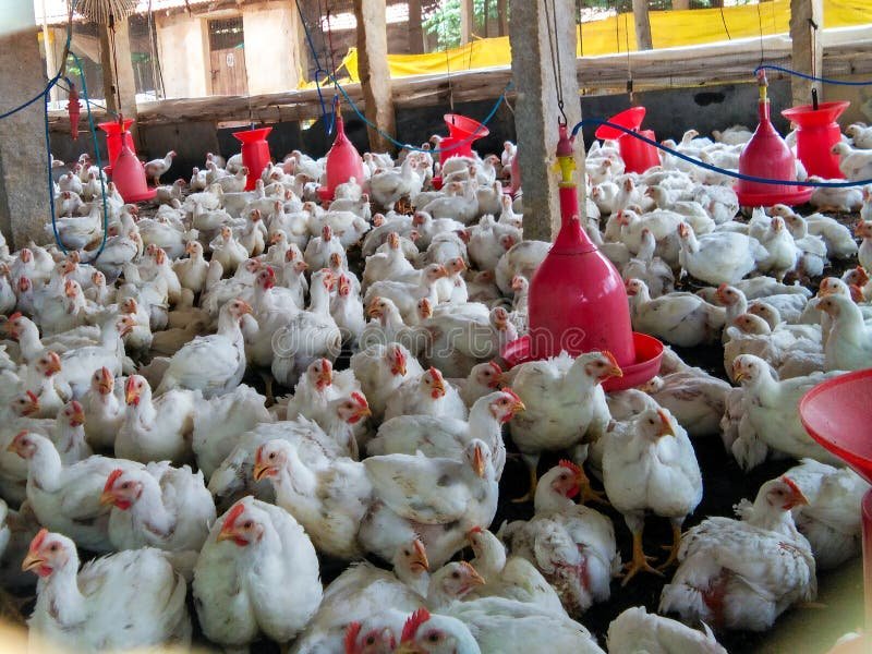 xem đá gà trực tiếp thomo ngày hôm nay xem đá gà trực tiếp thomo ngày hôm nay