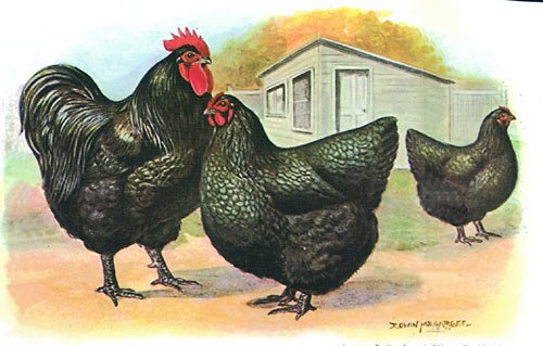 thiendia đá gà sếp tổng thiendia đá gà sếp tổng
