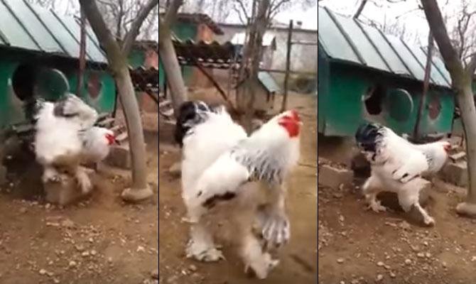 trực tiếp đá gà c3,Giới thiệu về trò đá gà C3 trực tiếp đá gà c3,Giới thiệu về trò đá gà C3