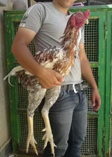 coi đá gà cựa sắt việt nam coi đá gà cựa sắt việt nam