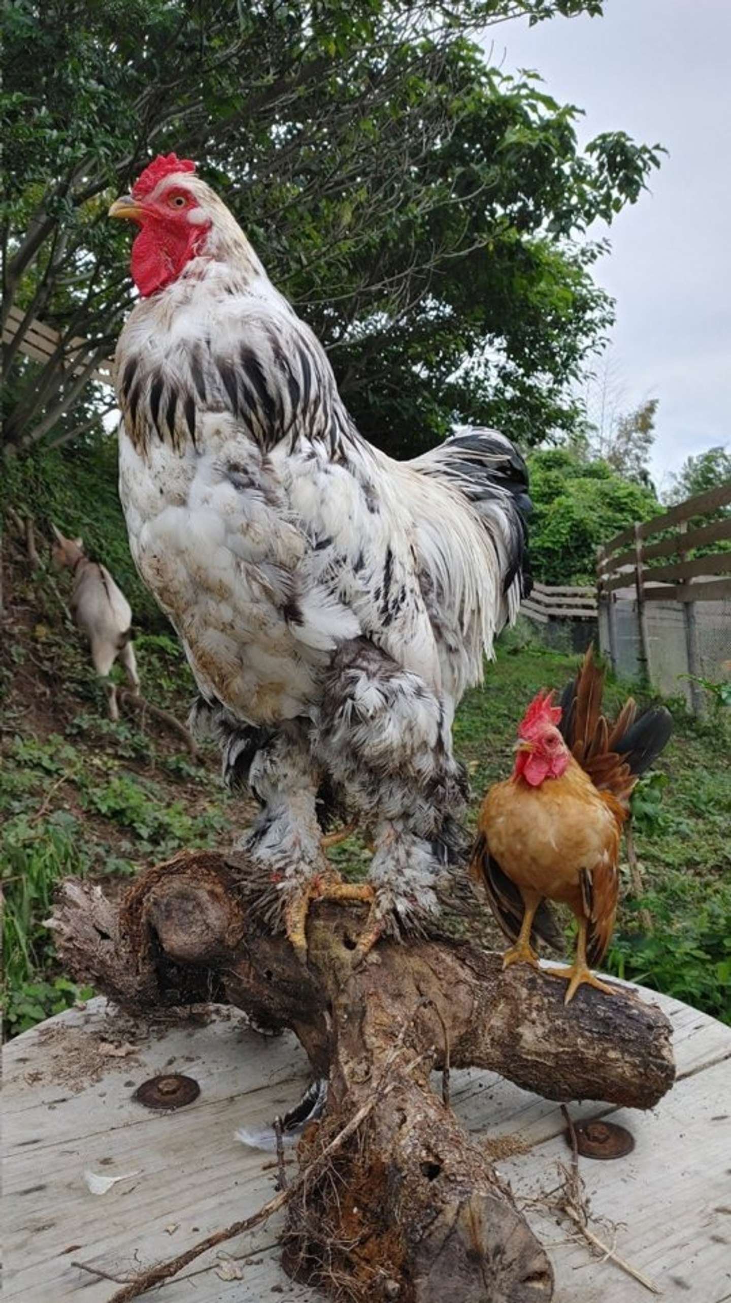 đá gà thomo ngày 9 tháng 12