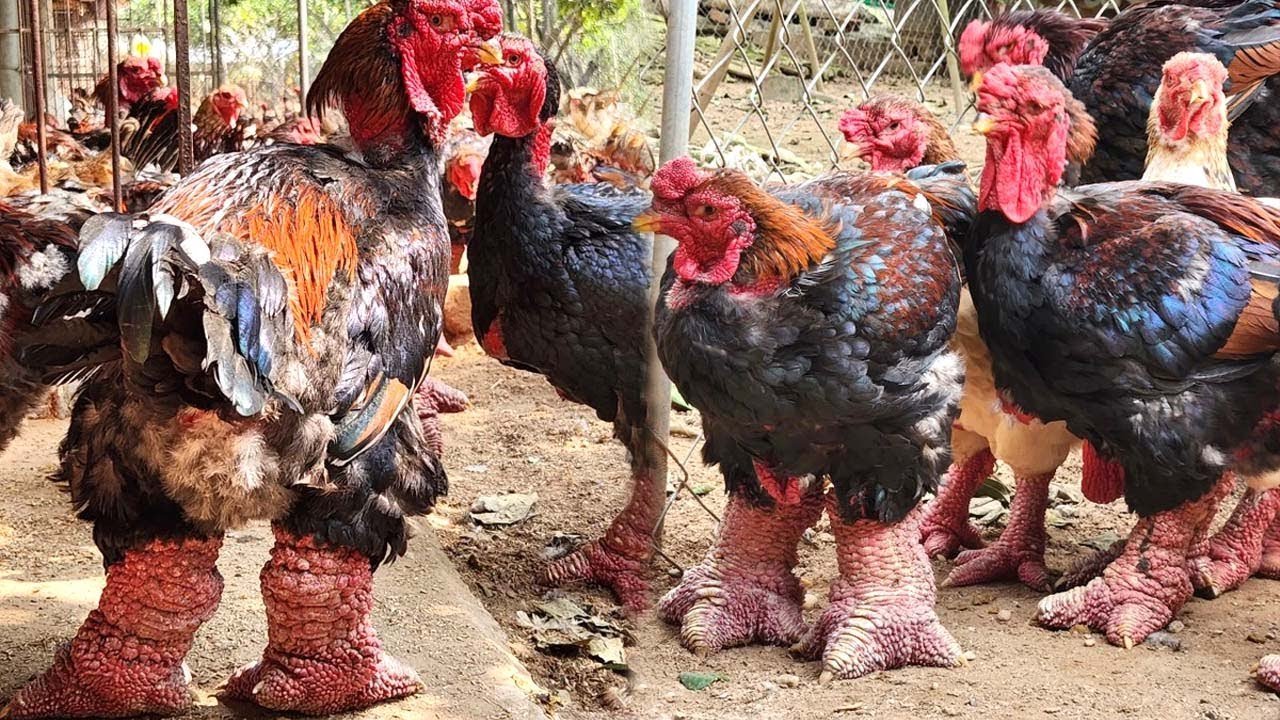 trại nuôi gà tre đá trại nuôi gà tre đá