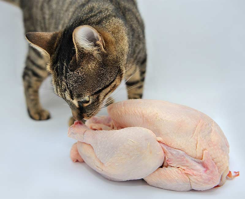 trực tiếp đá gà thomo hôm qua trực tiếp đá gà thomo hôm qua
