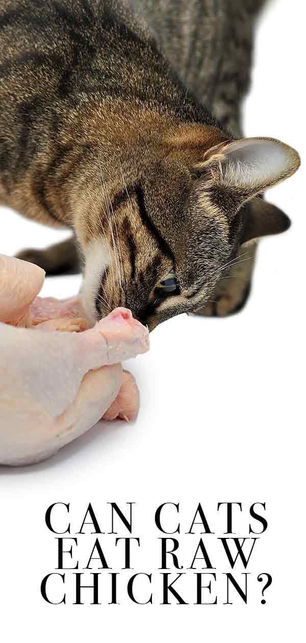 trực tiếp đá gà thomo hôm nay thứ sáu trực tiếp đá gà thomo hôm nay thứ sáu