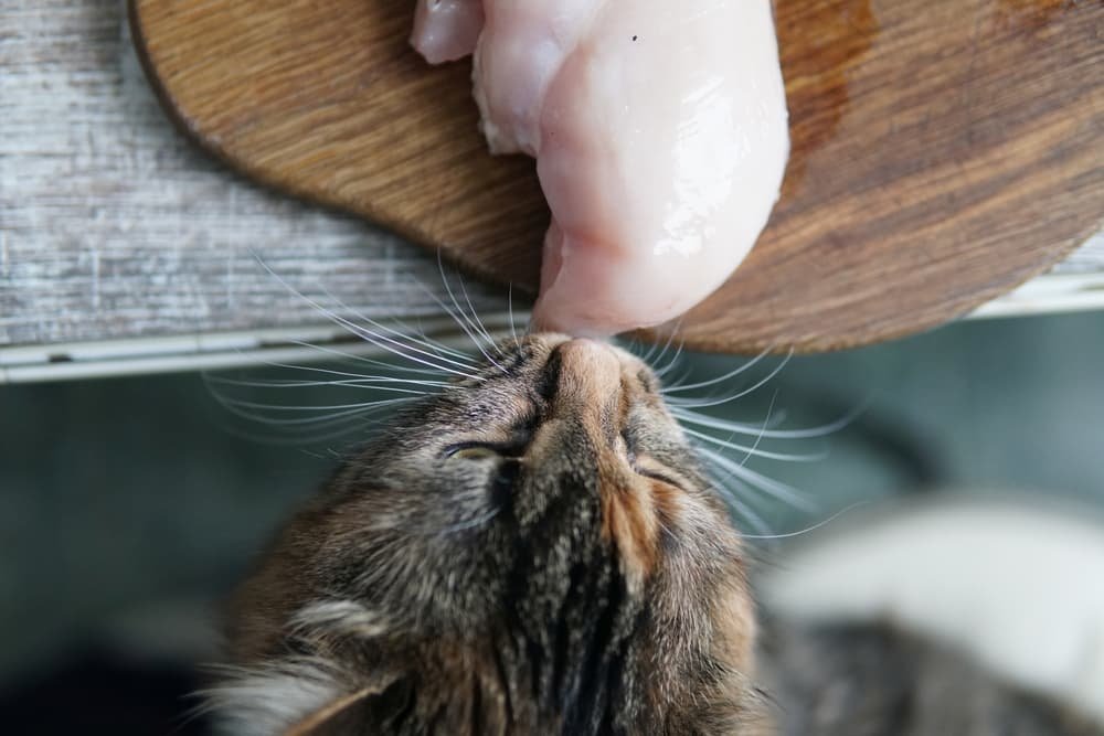 xem đá gà thomo mới nhất hôm nay xem đá gà thomo mới nhất hôm nay