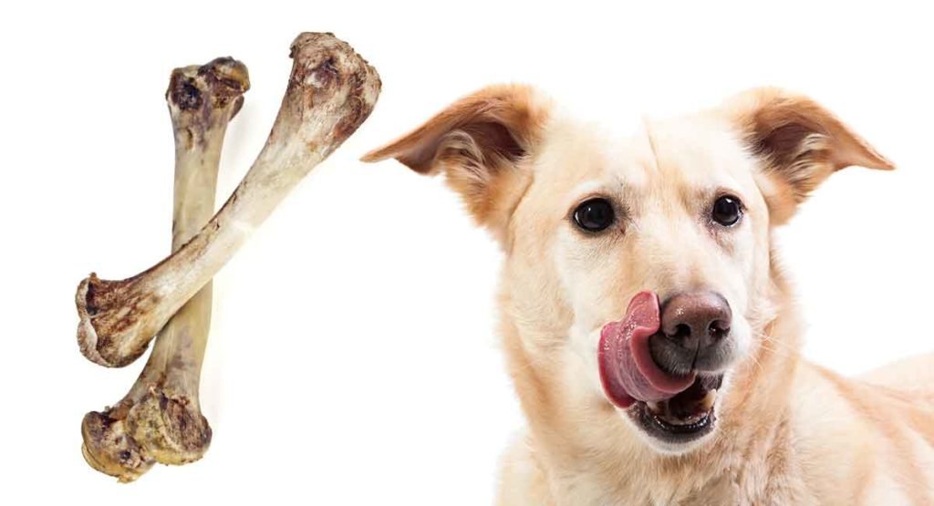 xem gà mỹ đá cựa sắt xem gà mỹ đá cựa sắt