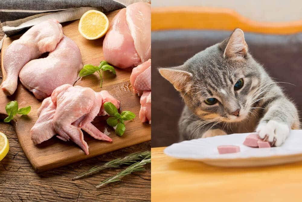 đá gà thomo ngày 31 tháng 7 năm 2019