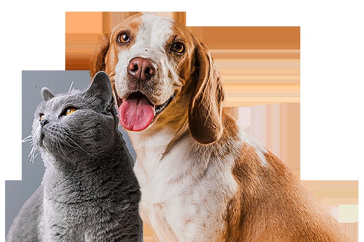 đá luộc gà đá luộc gà
