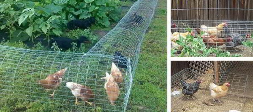 Bí kíp chọn giống gà chọi đỉnh cao trong các trận đấu