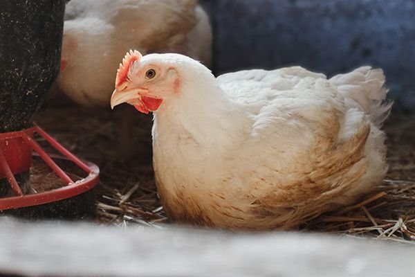 Khám Phá Hương Vị Đậm Đà Của Lẩu Gà Đá Tại Lê Hồng Phong